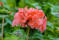 Geranium