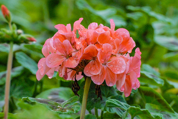 Geranium