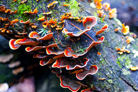 Tree Fungus