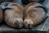 Seal Buddies
