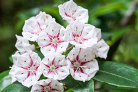 North Carolina Flowers