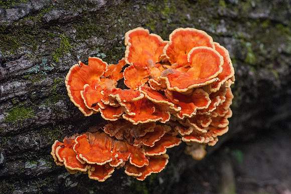 Orange Fungus