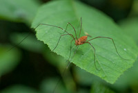 Longlegs on Leaf