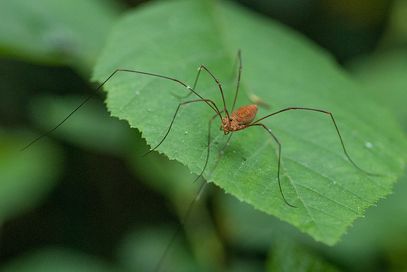 Longlegs on Leaf