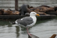 Seagull