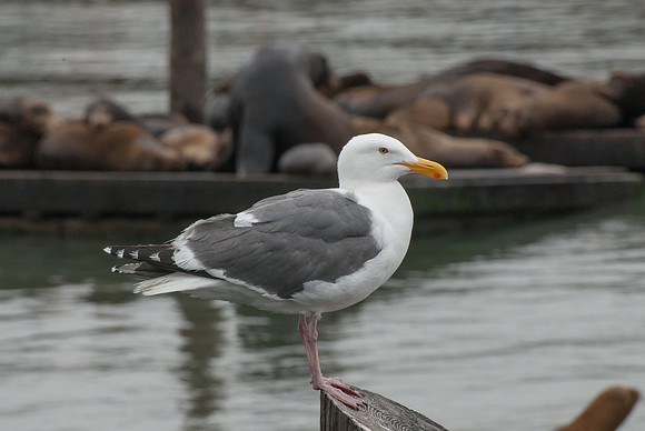 Seagull